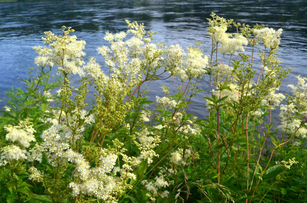 Filipendula ulmaria