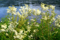 Filipendula ulmaria