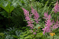 Filipendula rubra 'Venusta Magnifica'