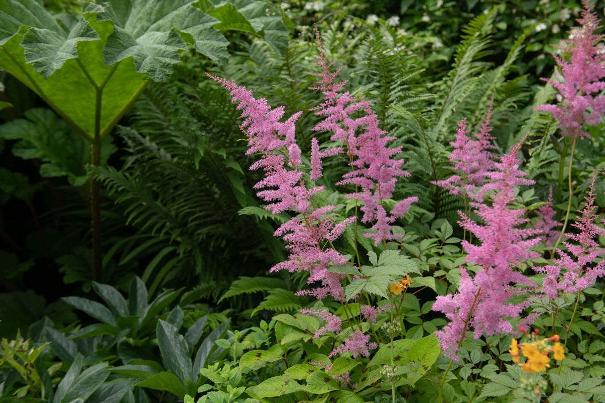 Filipendula rubra 'Venusta Magnifica'