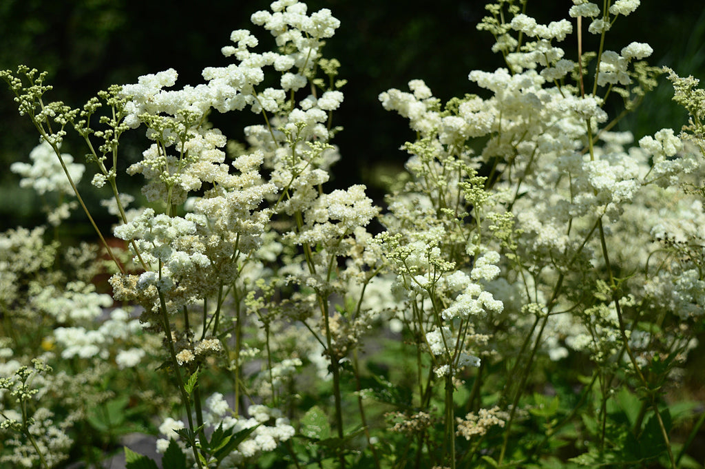 Filipendula ulmaria