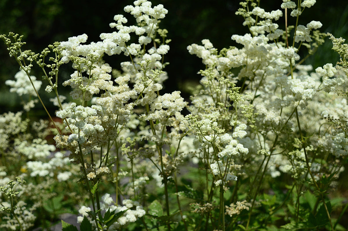 Filipendula ulmaria