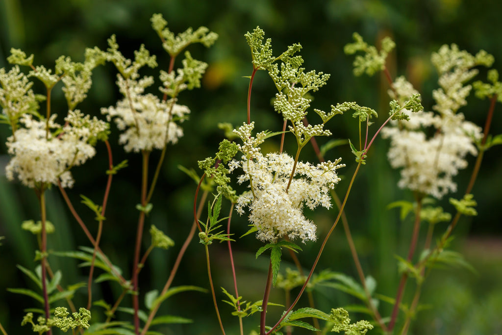 Filipendula ulmaria
