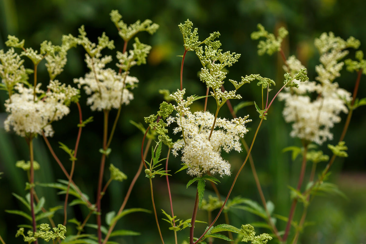 Filipendula ulmaria