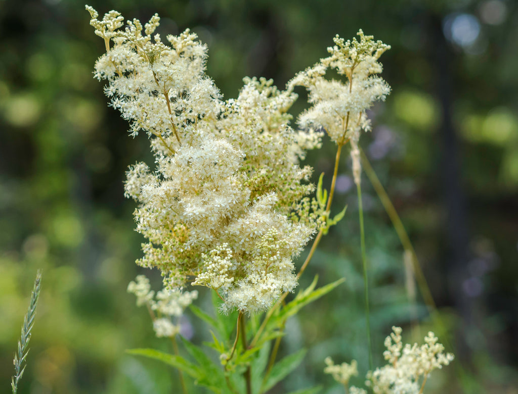 Filipendula ulmaria