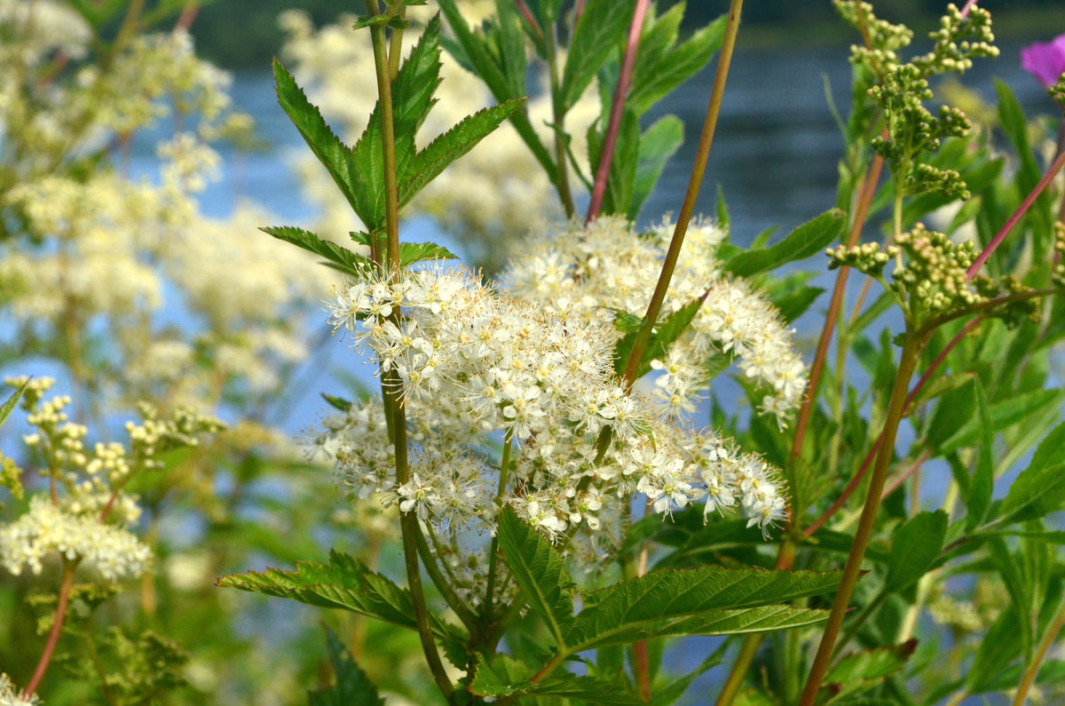 Filipendula ulmaria