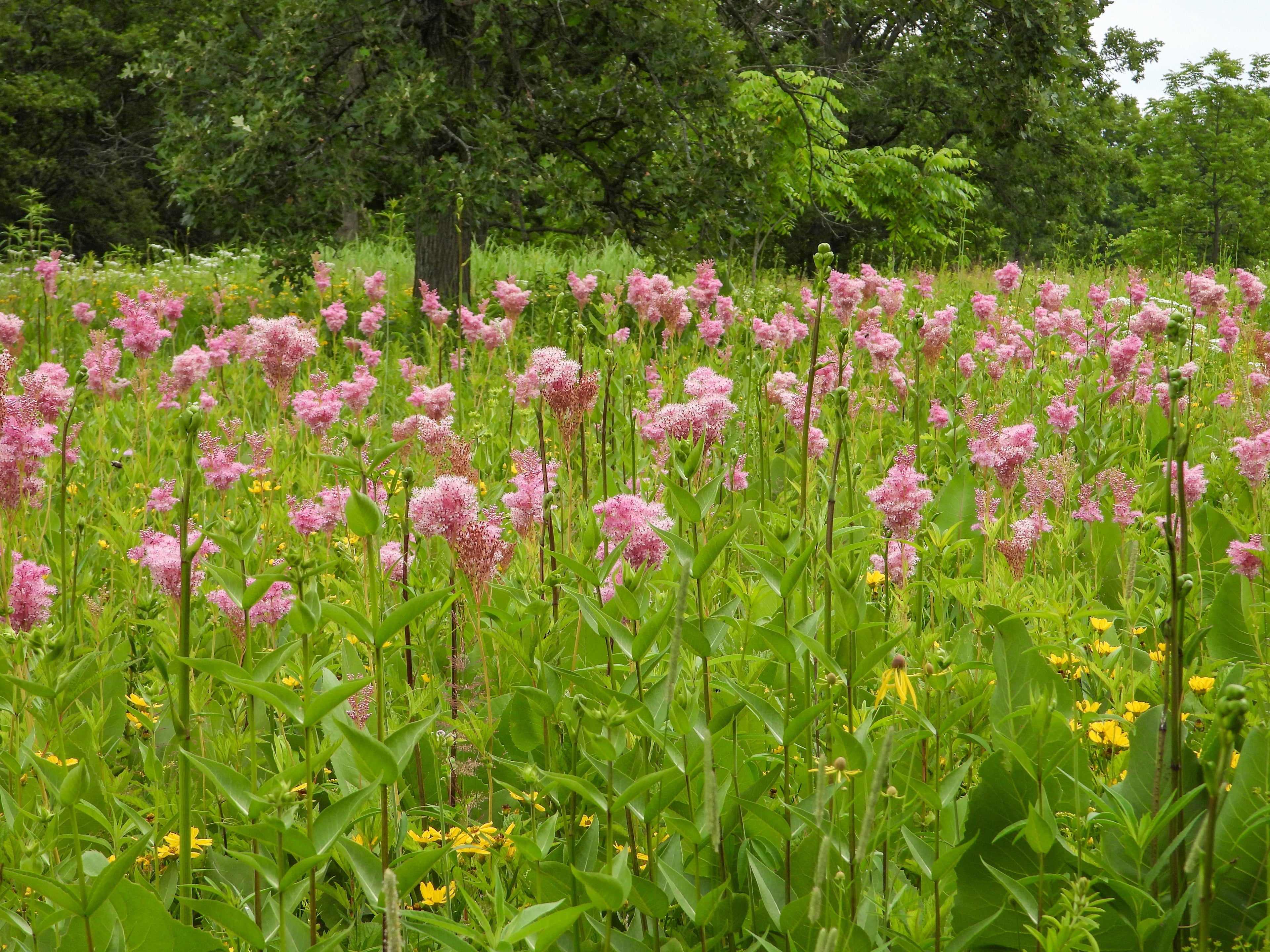 Filipendula rubra 'Venusta Magnifica'