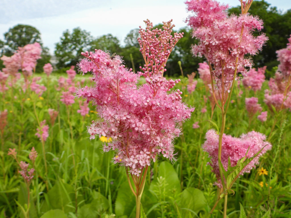 Filipendula rubra 'Venusta Magnifica'