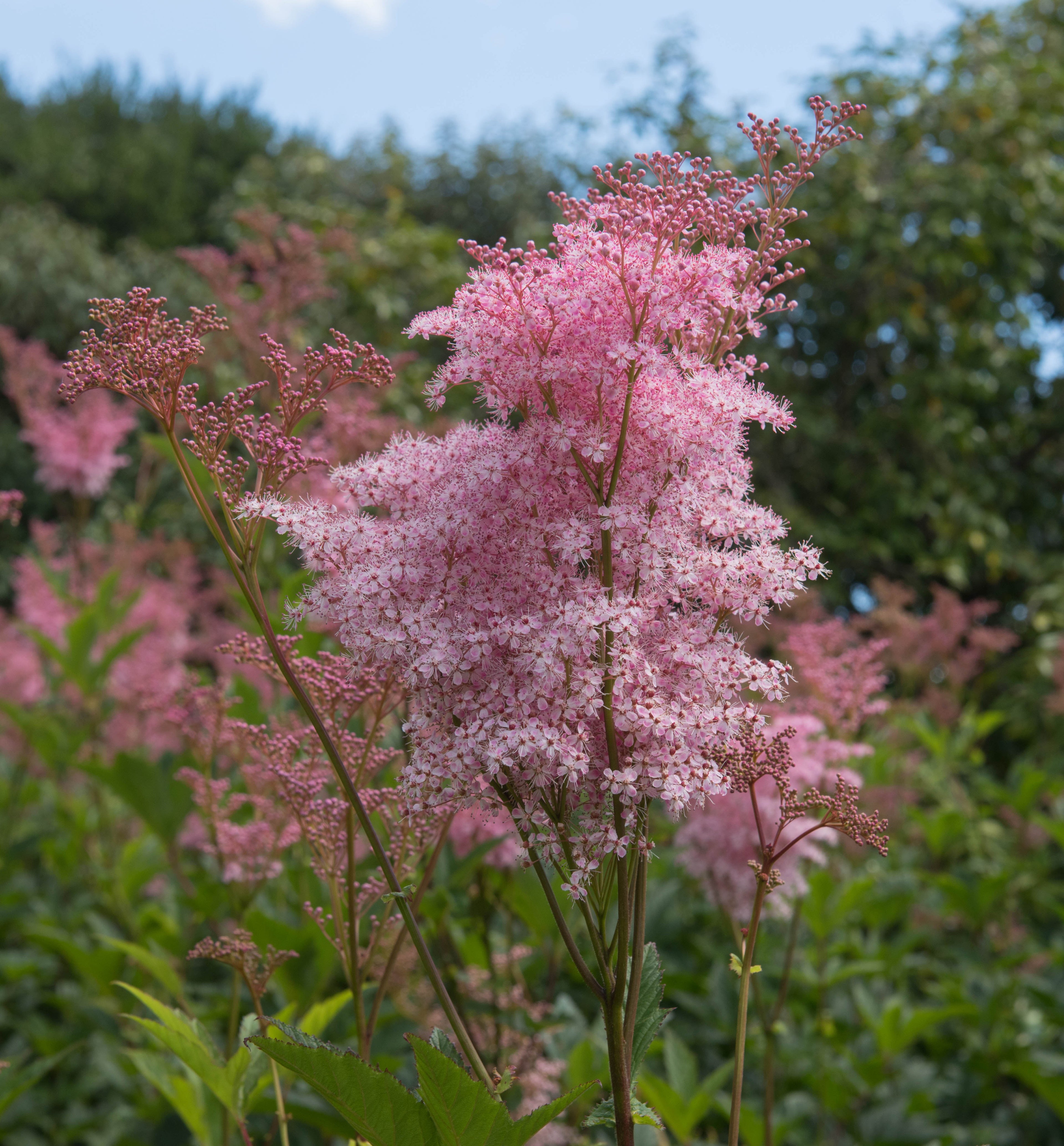 Filipendula rubra 'Venusta Magnifica'