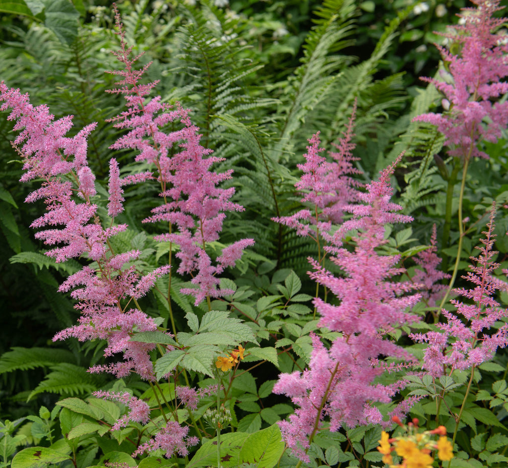 Filipendula rubra 'Venusta Magnifica'
