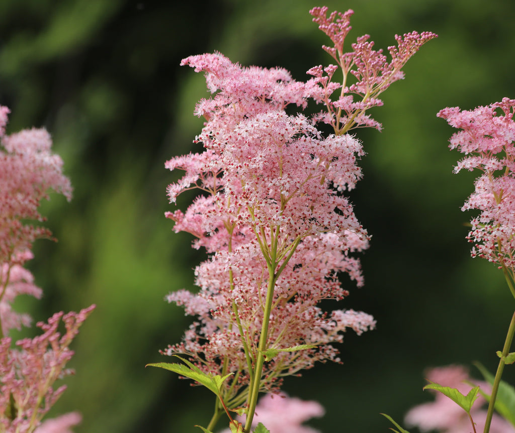 Filipendula rubra 'Venusta Magnifica'