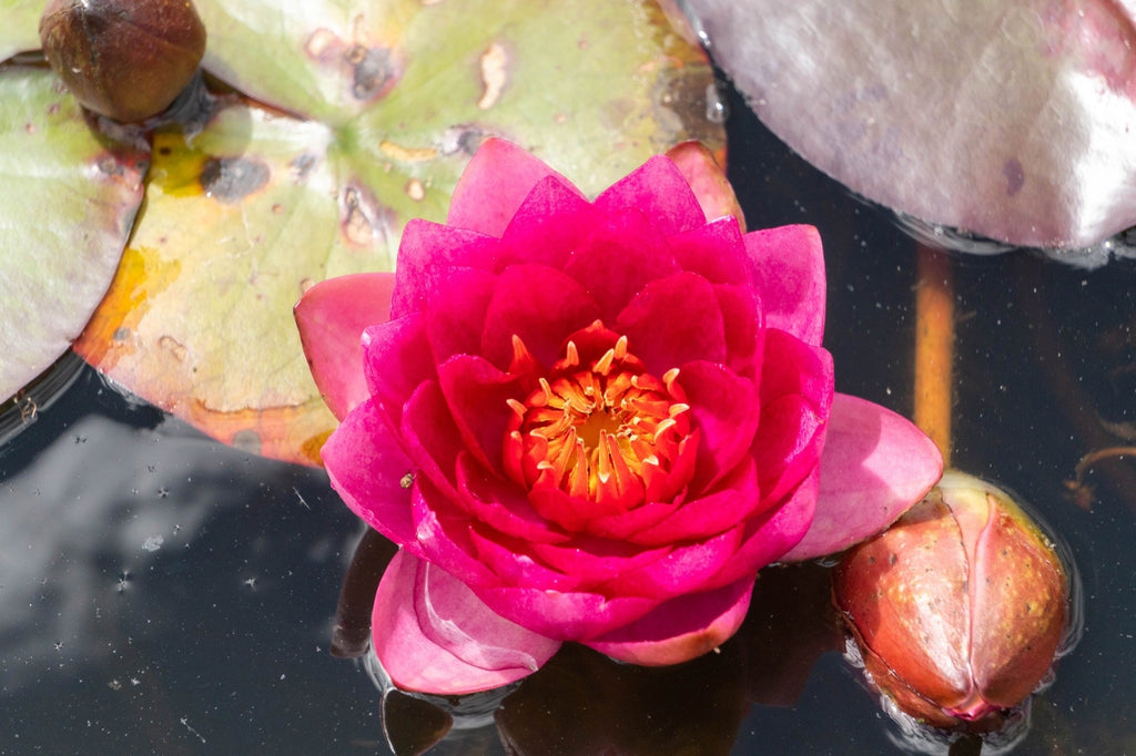 Nymphaea 'Fire Opal'