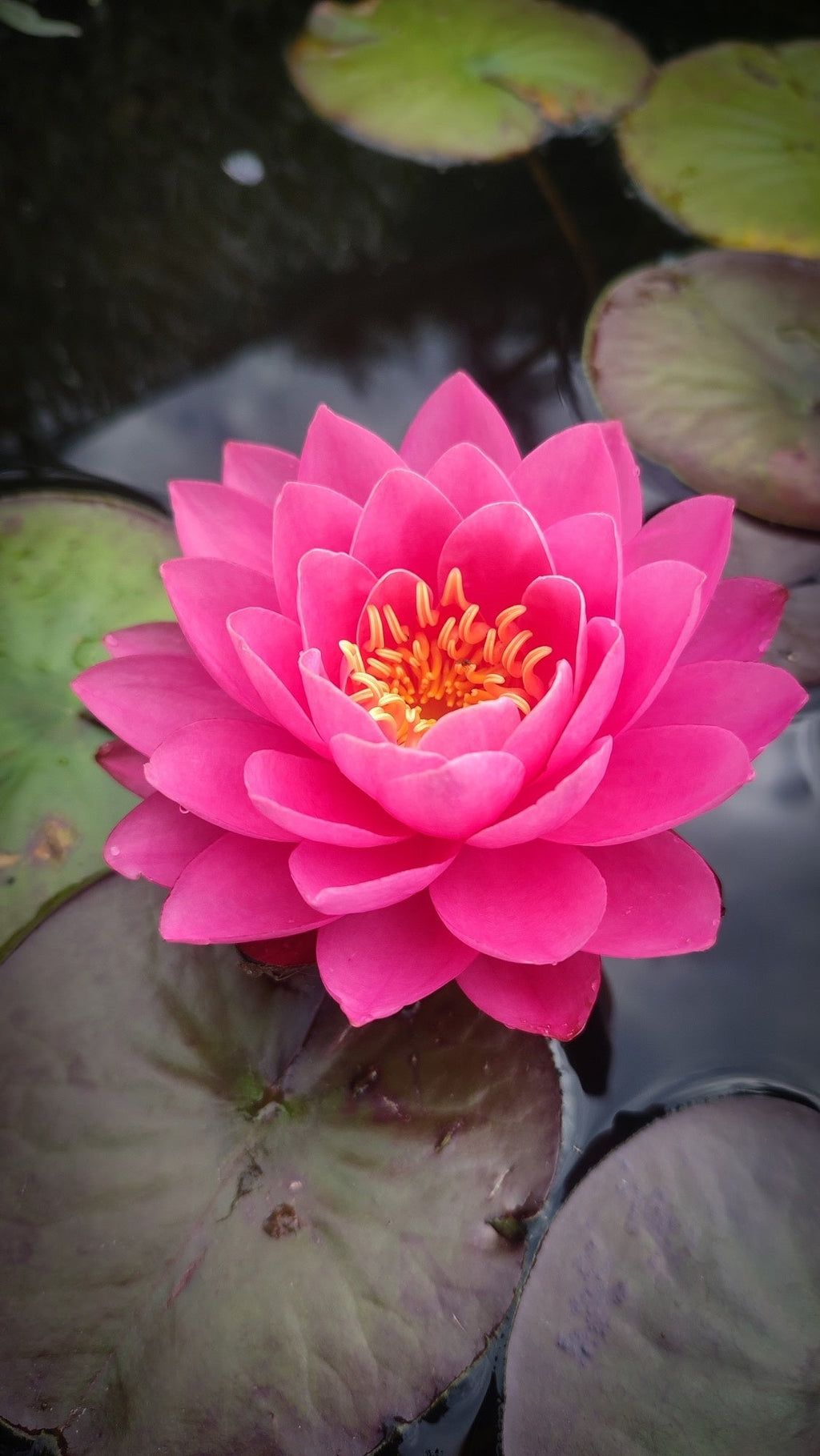 Nymphaea 'Fire Opal'