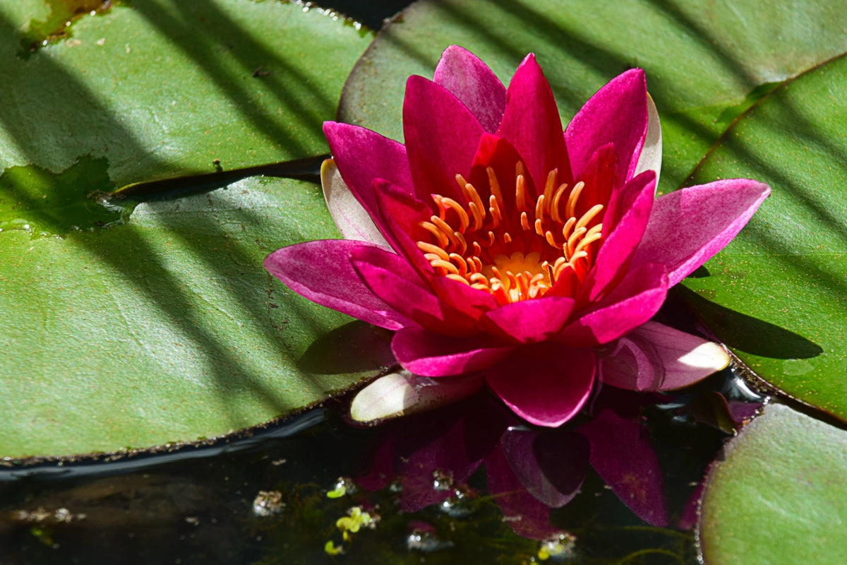 Nymphaea 'Firecrest'