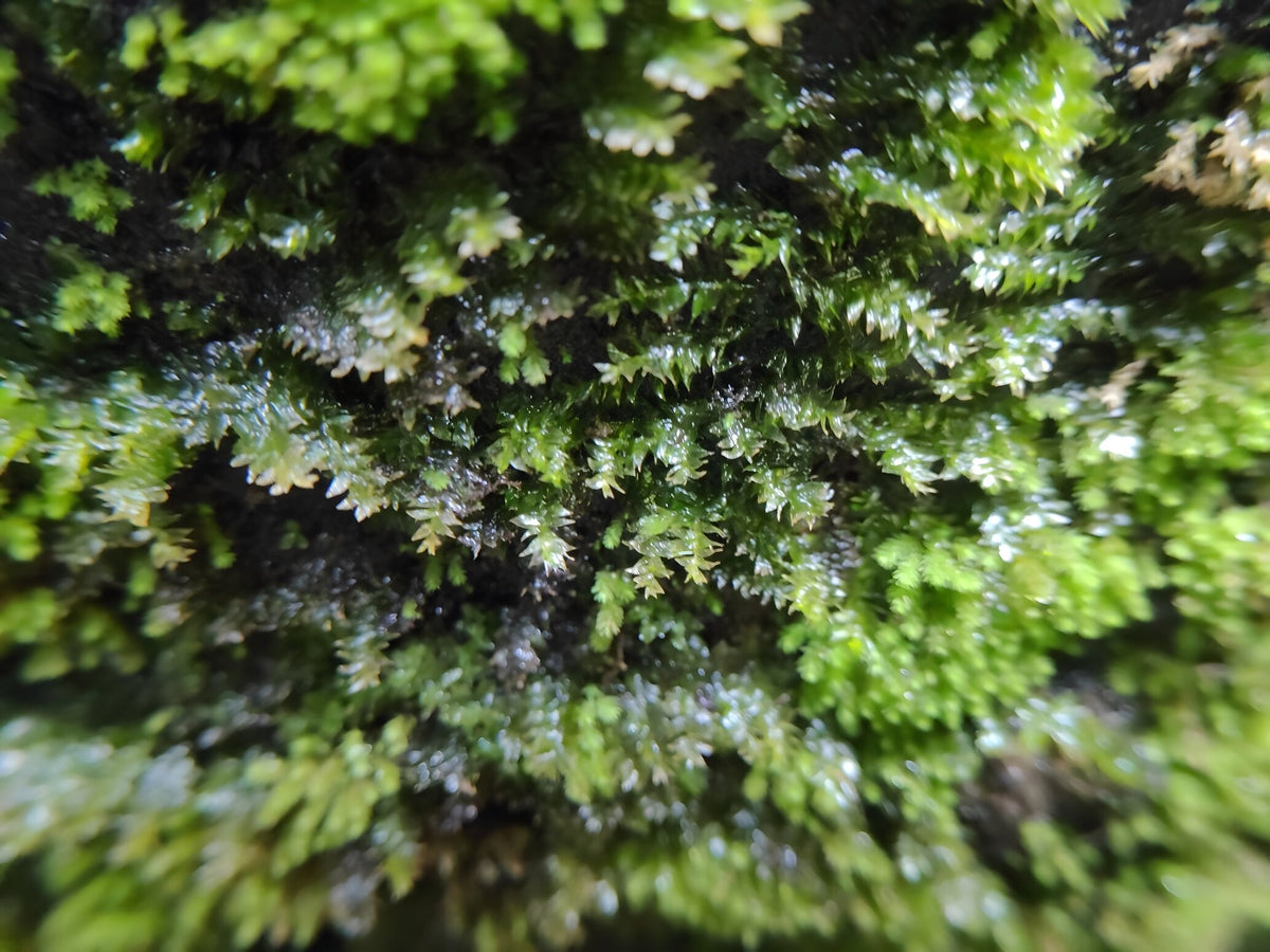 Fissidens fontanus