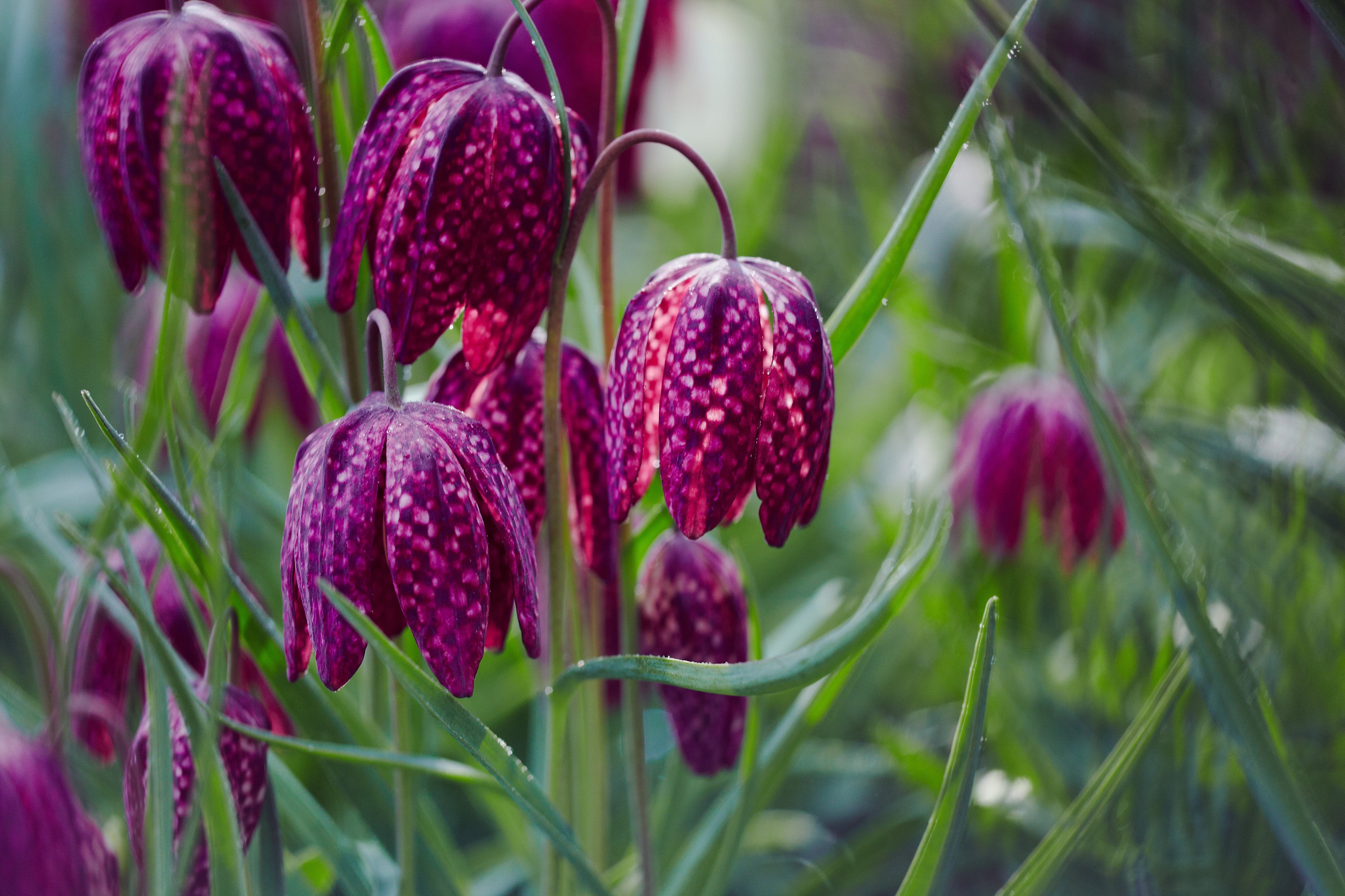 Fritillaria meleagris