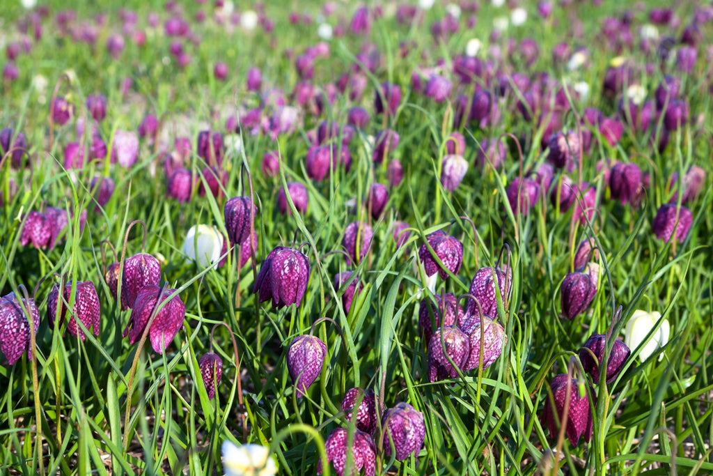 Fritillaria meleagris