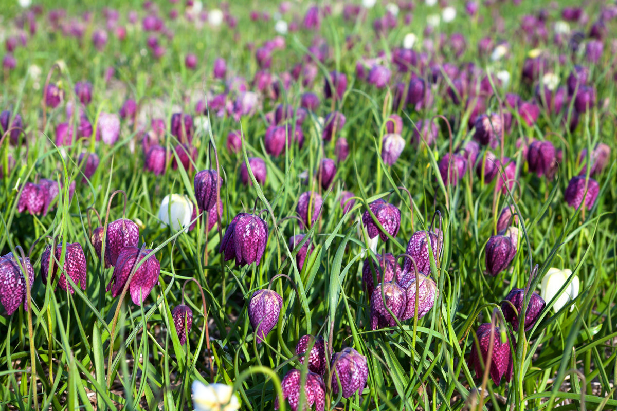 Fritillaria meleagris