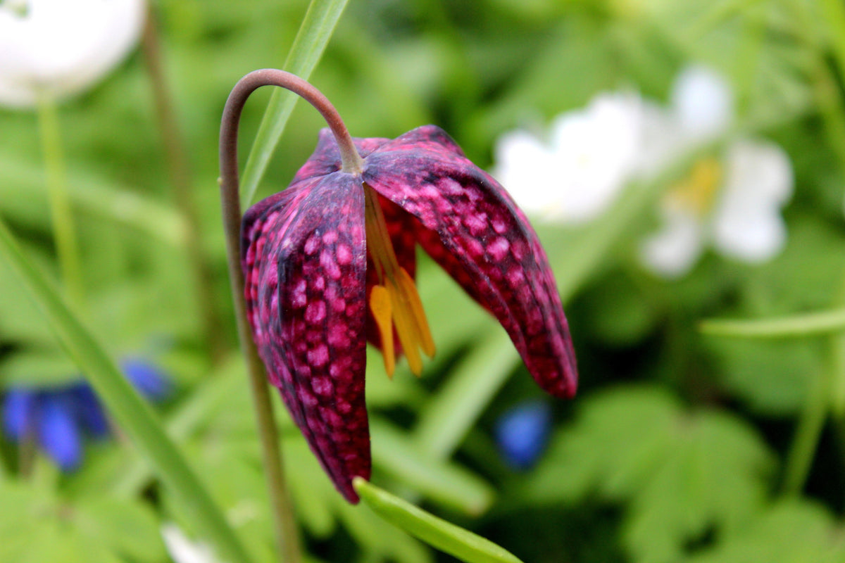 Fritillaria meleagris