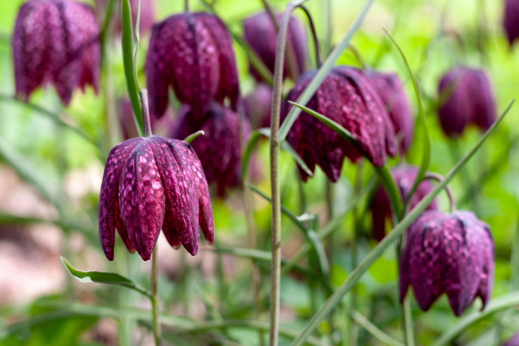 Fritillaria meleagris