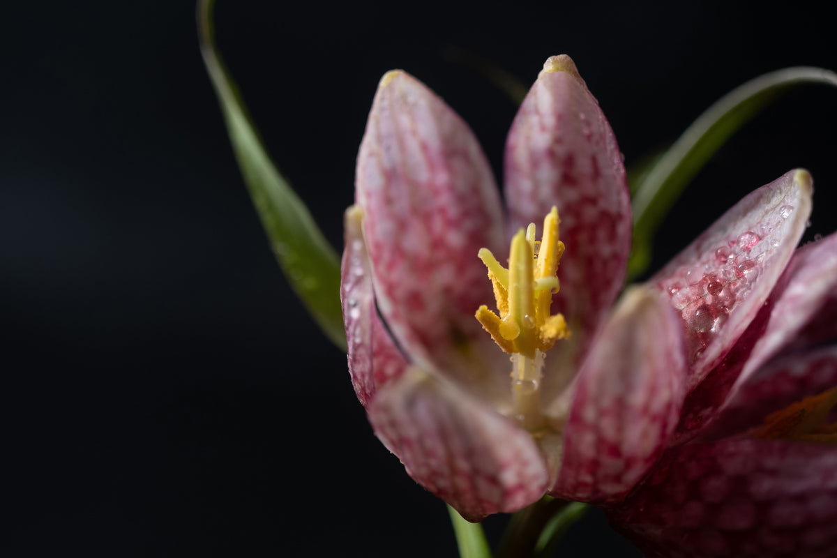 Fritillaria meleagris