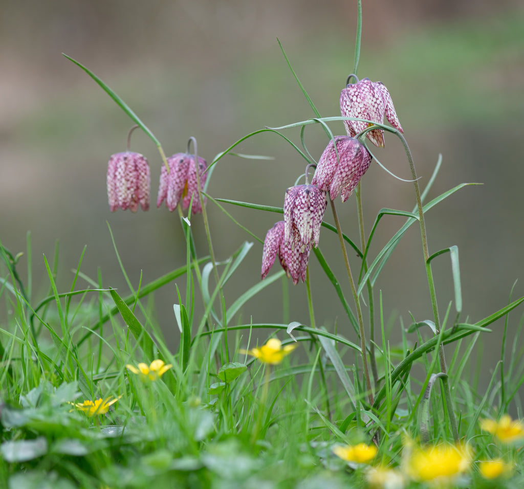 Fritillaria meleagris