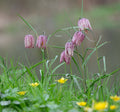 Fritillaria meleagris
