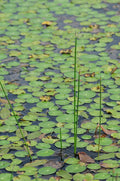 Frogbit (Hydrocharis morsus-ranae) - DF002