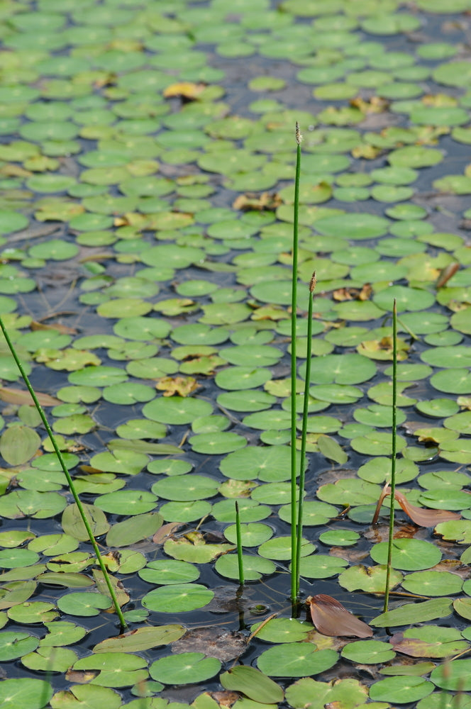 Frogbit (Hydrocharis morsus-ranae) - DF002