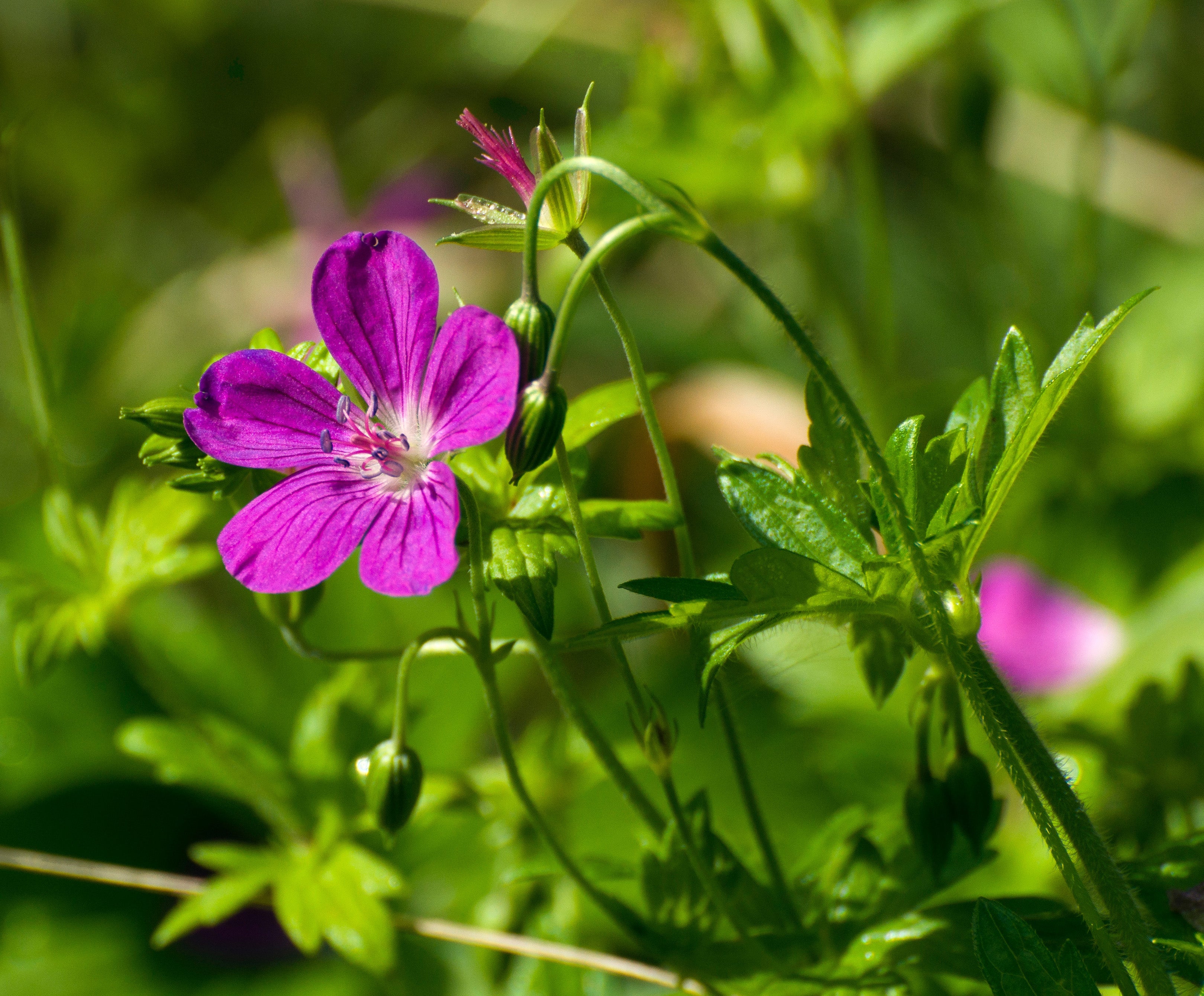 Geranium palustre
