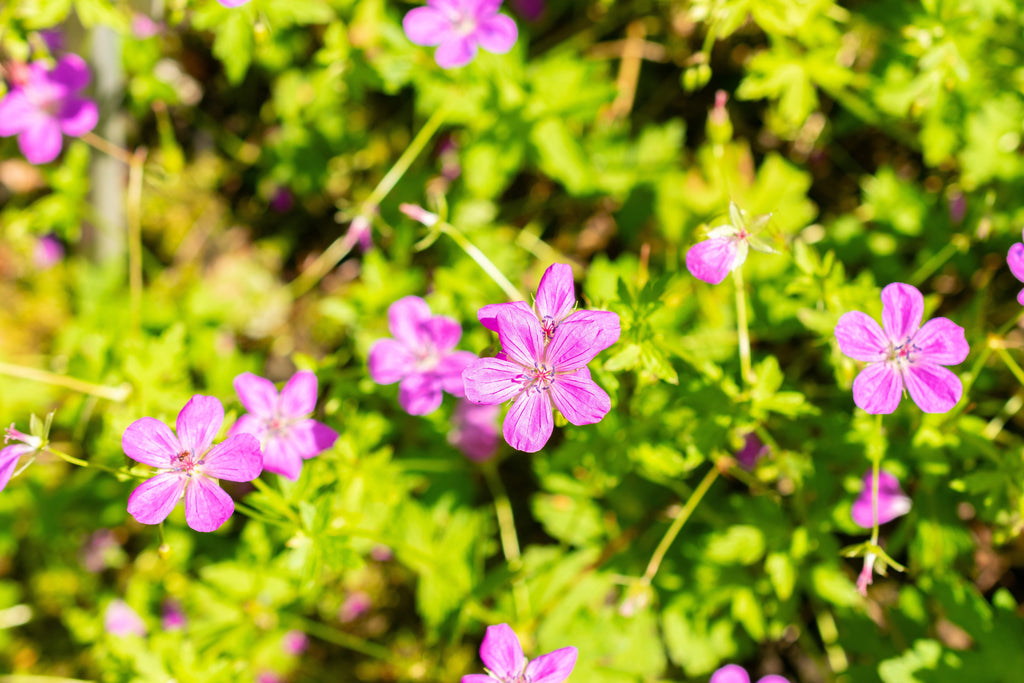 Geranium palustre