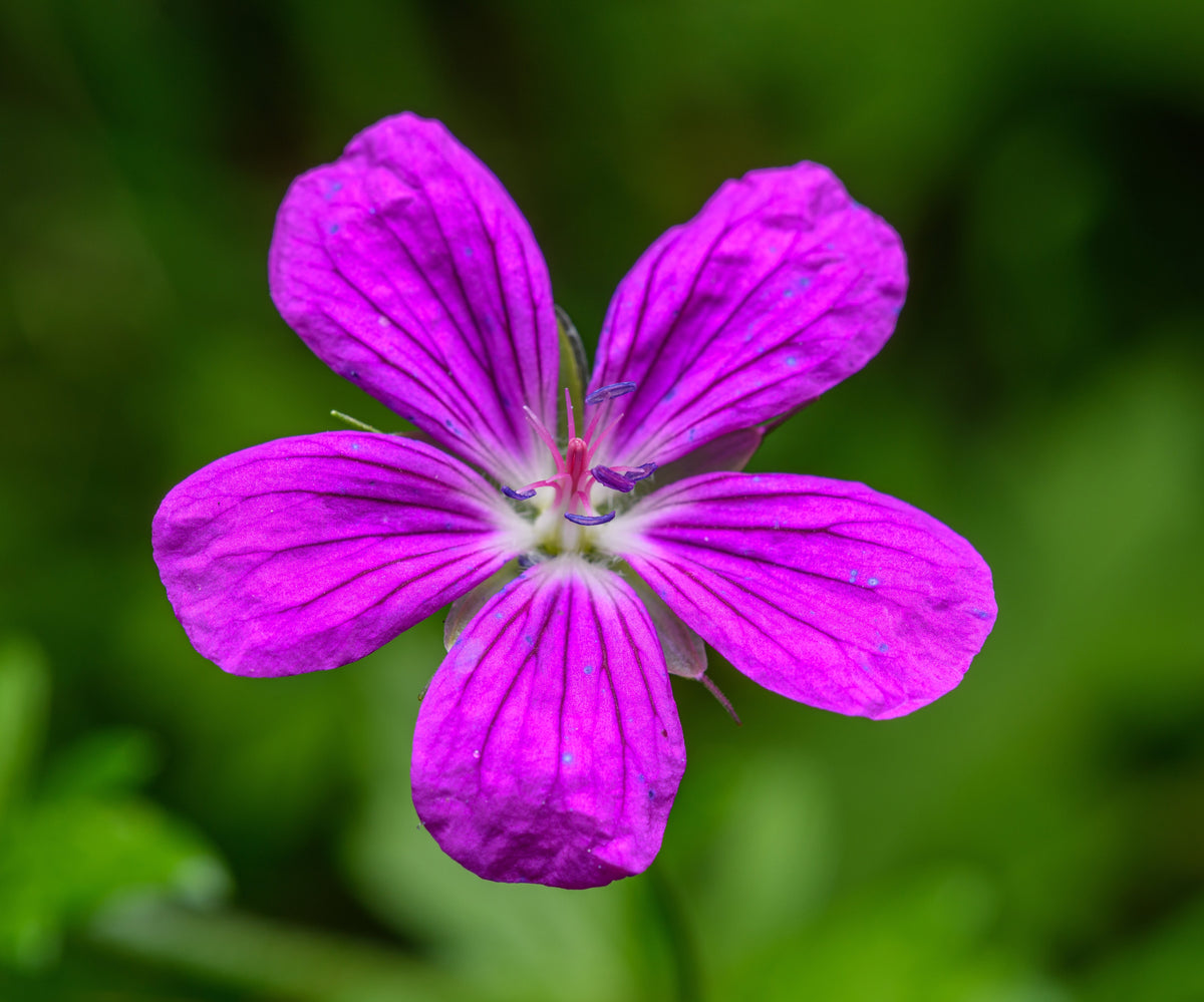 Geranium palustre