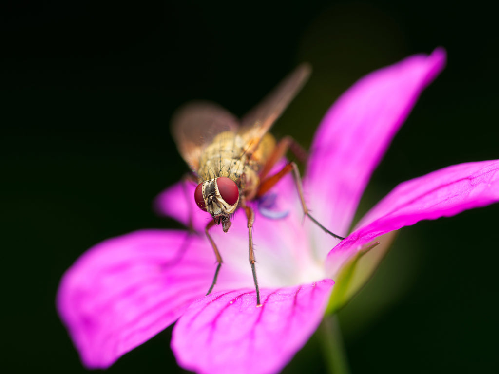 Geranium palustre