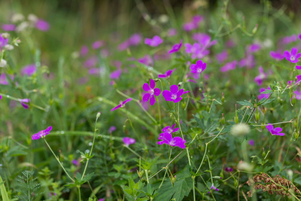 Geranium palustre