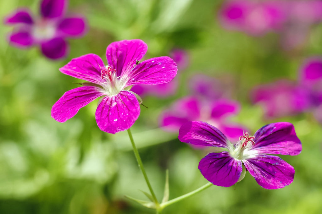 Geranium palustre
