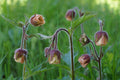 Geum rivale