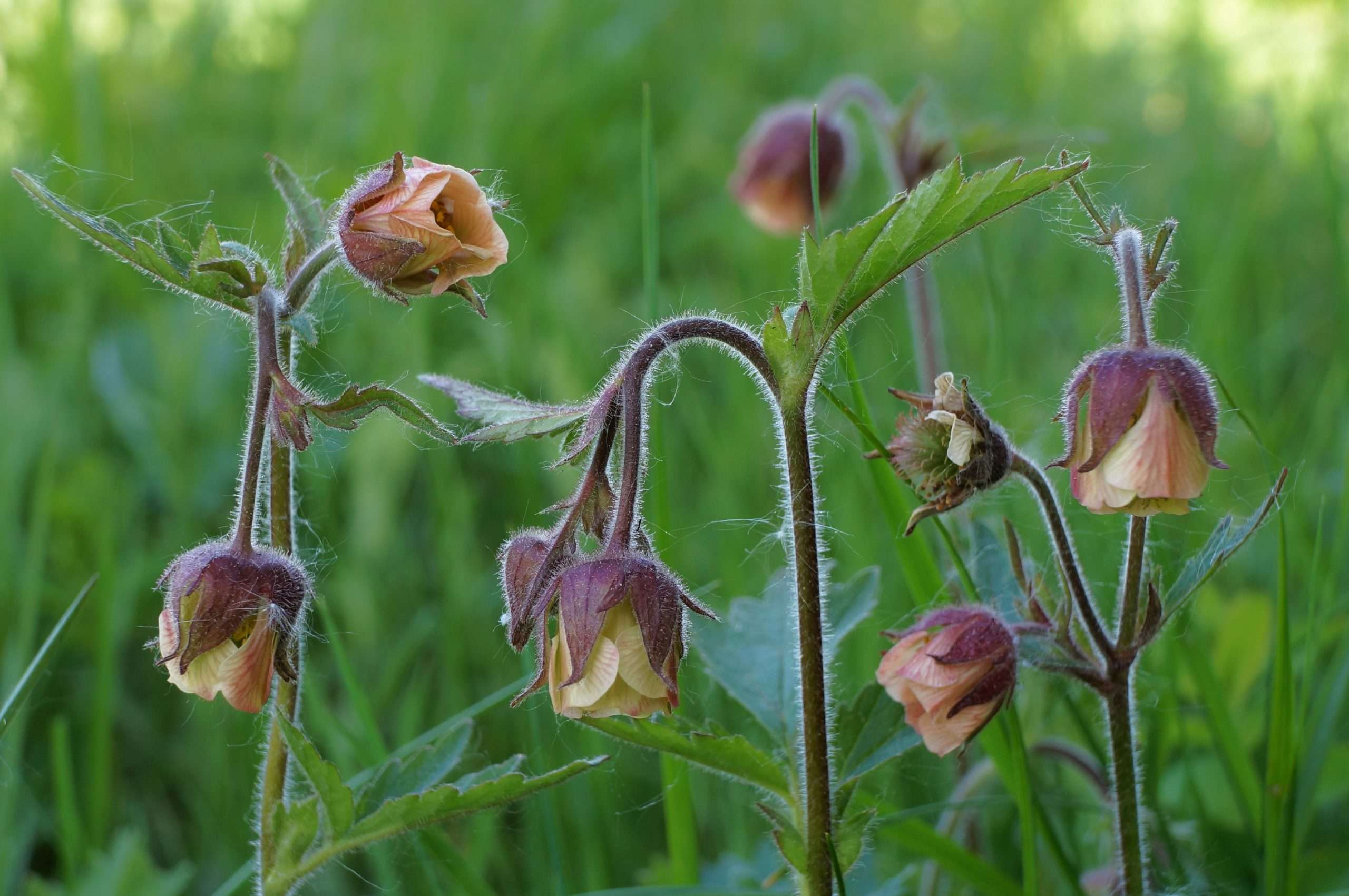 Geum rivale