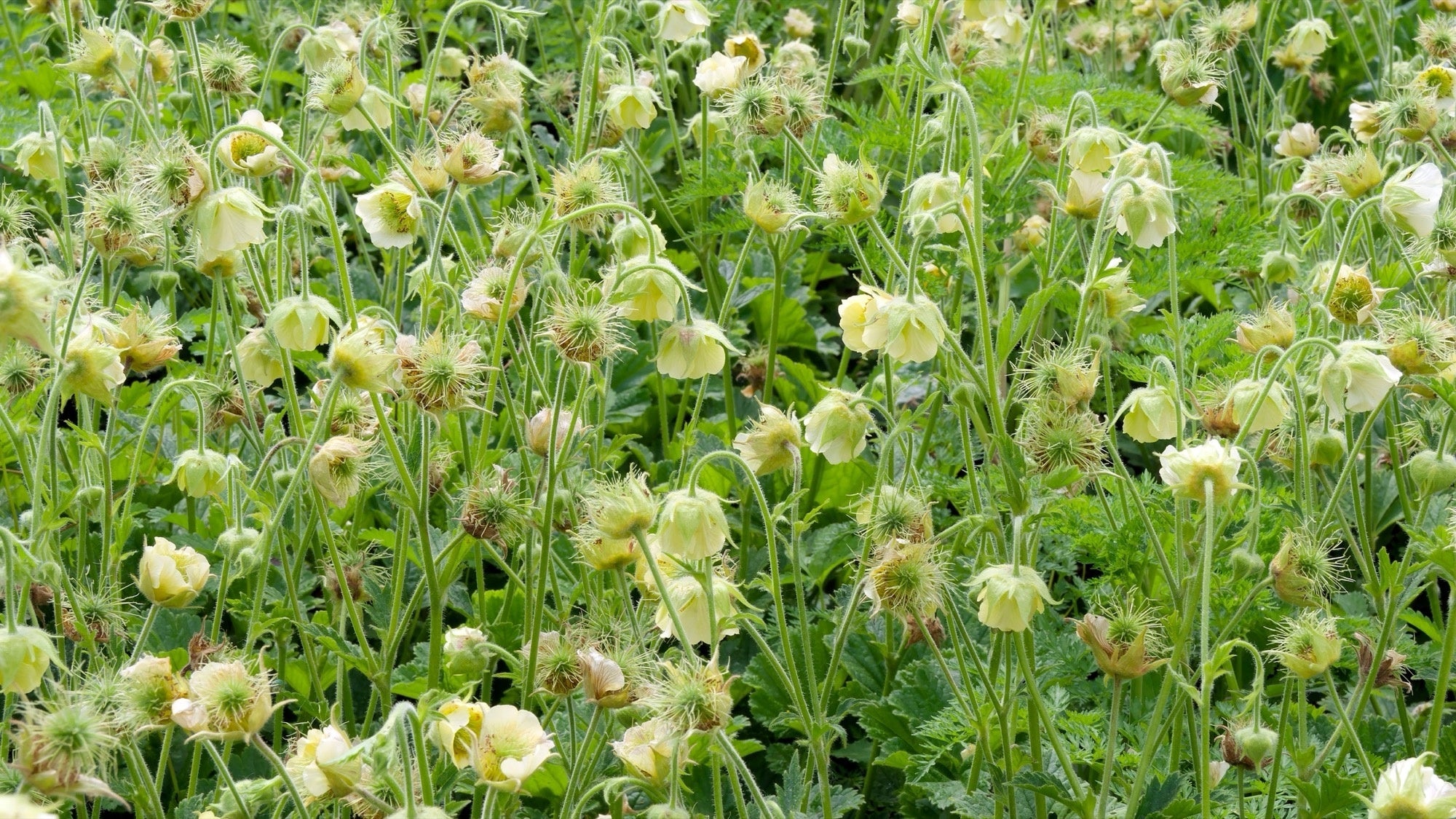 Geum rivale 'Album'