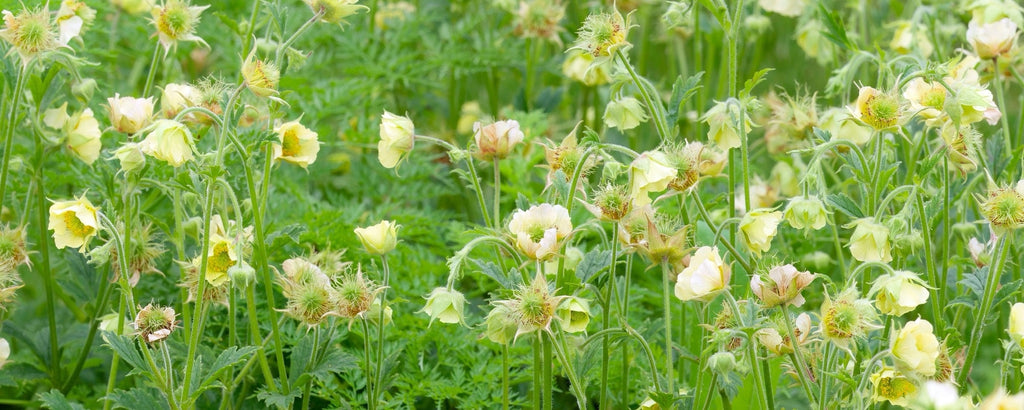 Geum rivale 'Album'