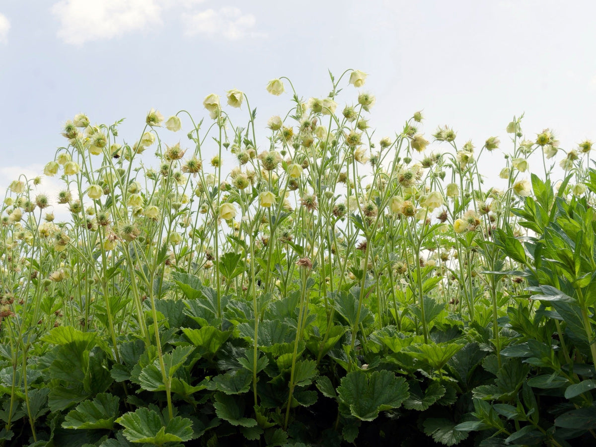 Geum rivale 'Album'