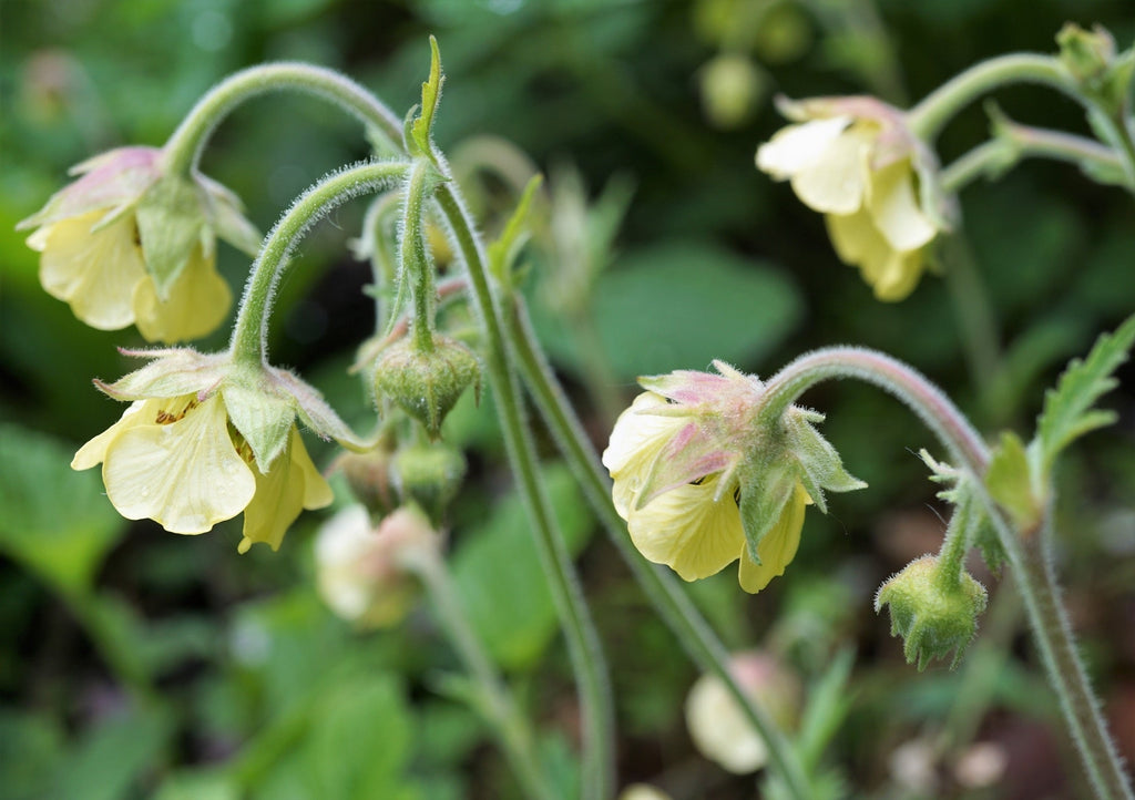 Geum rivale 'Album'