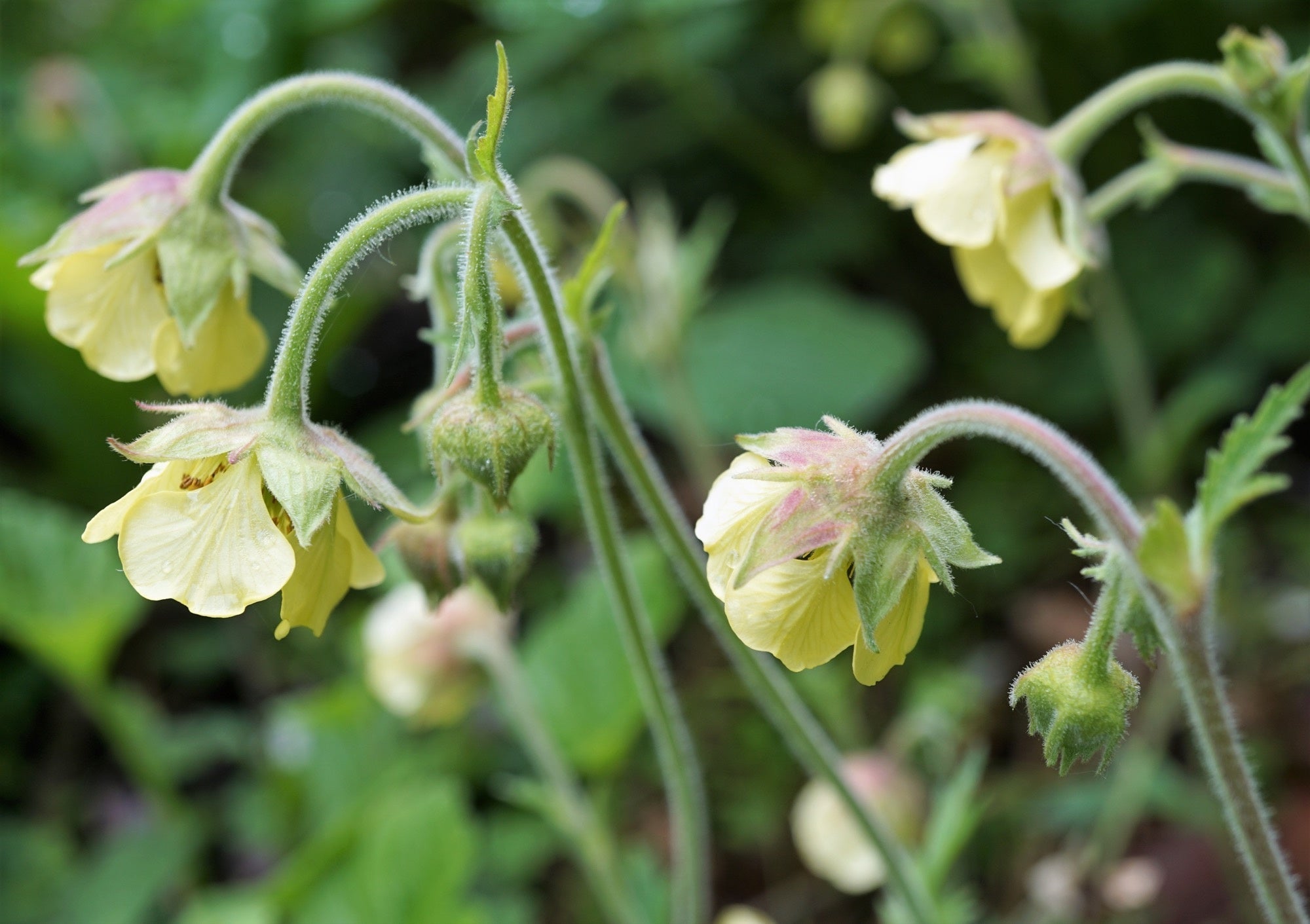 Geum rivale 'Album'