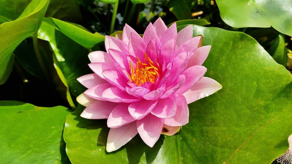 Nymphaea 'Gloriosa'