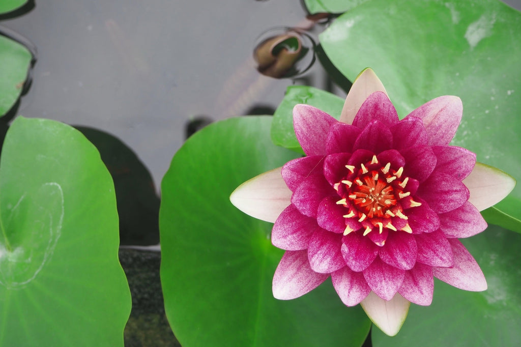 Nymphaea 'Gloriosa'