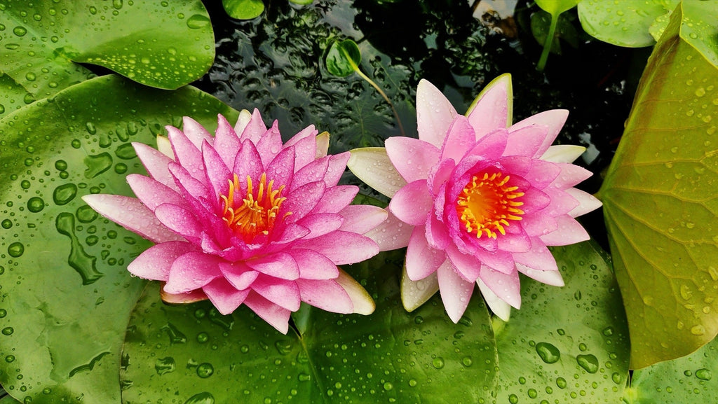 Nymphaea 'Gloriosa'