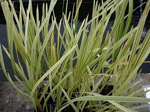 Glyceria maxima variegata