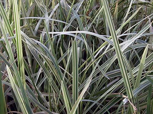 Glyceria maxima variegata