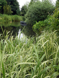 Glyceria maxima variegata