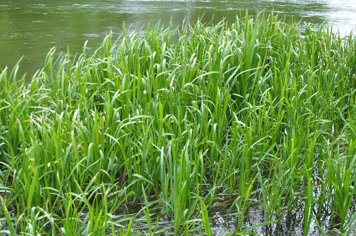 Glyceria maxima