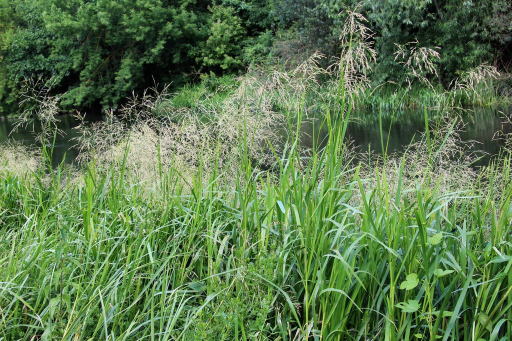 Glyceria maxima